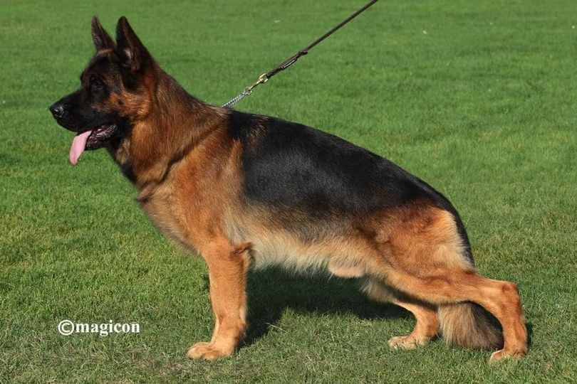 public/dog_images/489/1744994881.Uvo dell' Alto Ofanto.jpg